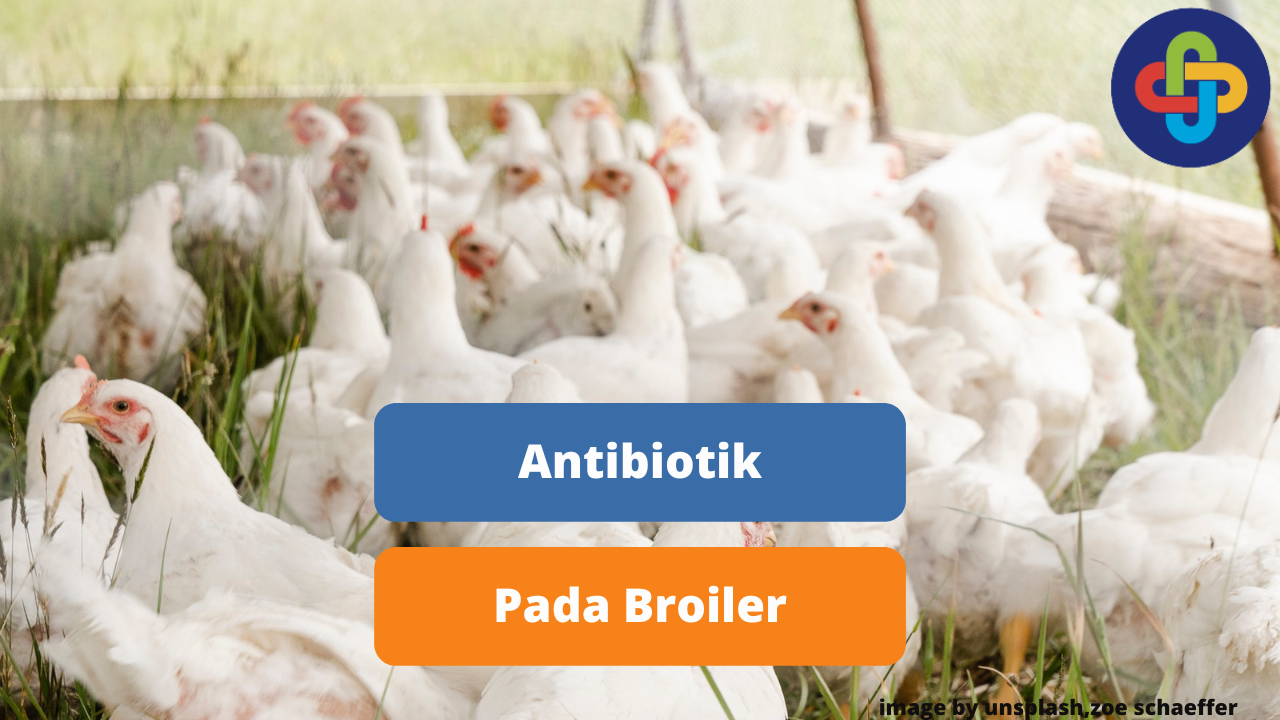 Pemberian Antibiotik Untuk Ayam Broiler